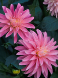 Dahlia Detail, Bellevue Botanical Garden, Washington, USA Photographie