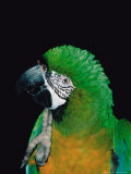 Green and Gold Macaw, Galveston Botanical Garden, Moody Gardens, Texas, USA Lámina fotográfica por Dee Ann Pederson Green and Gold Macaw, Galveston Botanical Garden, Moody Gardens, Texas, USA Lámina fotográfica por Dee Ann Pederson