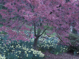 Ohame Cherry Tree in Bloom, Seattle Arboretum, Washington, USA Photographic Print