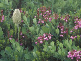Western Anemone Fruit Head, Pink Mountain Heather, Mt. Rainier National Park, Washington, USA Lámina fotográfica