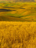 Mid-Season Fields Rolling Hills, Palouse, Washington, USA Photographic Print by Terry Eggers