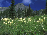 Beargrass at Eunice Lake, Mt. Rainier National Park, Washington, USA Lámina fotográfica por Rob Tilley