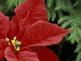 Red Poinsettia and Fir Bow, Washington, USA  Lámina fotográfica
