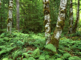 Red Alder, Mt. Rainier National Park, Washington, USA Photographic Print by Rob Tilley