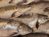 Fresh Fish at Pike Place Market, Seattle, Washington, USA Photographic Print by John & Lisa Merrill