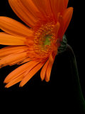 Gerbera Daisy, Washington, USA Photographic Print