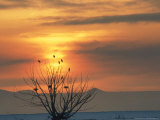 Bald Eagles in Willow Tree at Layton Marshes, Great Salt Lake, Utah, USA Photographic Print by Scott T. Smith