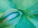 Agave Plant Detail, University of North Carolina at Charlotte Botanical Gardens, North Carolina, US Lámina fotográfica por Brent Bergherm
