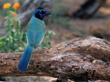 Green Jay, Texas, USA Photographie par Dee Ann Pederson