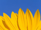 Sunflower in Blue Sky, Seattle, Washington, USA Photographic Print by Terry Eggers