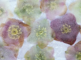 Heliborus Encased in Ice, Sammamish, Washington, USA Photographic Print by Darrell Gulin