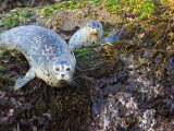 Harbor Seal on Bandon Beach, Oregon, USA Photographic Print by Joe Restuccia III