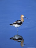 Male American Avocet in Saltwater Pool, Antelope Island State Park, Great Salt Lake, Utah, USA Photographie par Jerry & Marcy Monkman