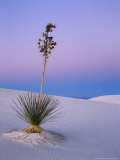 Yucca on Dunes at Dusk, Heart of the Dunes, White Sands National Monument, New Mexico, USA Photographic Print by Scott T. Smith