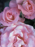 Pink Roses in the Bellevue Botanical Garden, Bellevue, Washington, USA Photographic Print