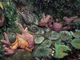 Sea Stars and Giant Green Anemones, Shi Shi Beach, Olympic National Park, Washington, USA Lámina fotográfica