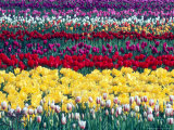 Tulip Display Garden in Skagit County, Washington, USA Photographic Print by William Sutton