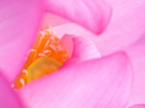 Perry's Water Garden, Lotus Blossom, Franklin, North Carolina, USA Photographic Print