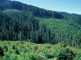 Clearcuts in Spruce-Fir Forest, Siskiyou National Forest, Siskiyou Mountains, Oregon, USA Photographic Print by Jerry & Marcy Monkman