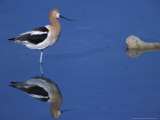Male American Avocet in Saltwater Pool, Antelope Island State Park, Great Salt Lake, Utah, USA Photographic Print by Jerry & Marcy Monkman