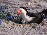 Black Skimmer, Texas, USA Photographie par Dee Ann Pederson