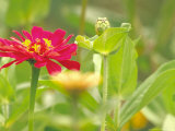 Zinnia, Seattle, Washington, USA Photographic Print by Terry Eggers