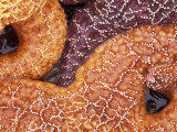 Sea Stars Detail, Shi Shi Beach, Olympic National Park, Washington, USA Lámina fotográfica