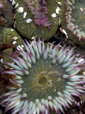 Giant Sea Anenomes at Second Beach, Olympic National Park, Washington, USA Fotografisk tryk