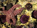 Ochre Sea Star with Purple Sea Urchins, Rialto Beach, Olympic National Park, Washington, USA Lámina fotográfica