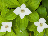 Bunchberry in Bloom on Monadnock Mountain, Lemington, Vermont, USA Impressão fotográfica por Jerry & Marcy Monkman Bunchberry in Bloom on Monadnock Mountain, Lemington, Vermont, USA Impressão fotográfica por Jerry & Marcy Monkman
