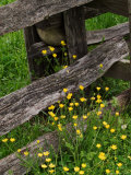 Rail Fence and Buttercups, Pioneer Homestead, Great Smoky Mountains National Park, N. Carolina, USA Photographic Print by Adam Jones