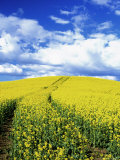 Tracks in Field of Canola, Whitman County, Washington, USA Fotografie-Druck von Julie Eggers