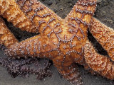 Starfish, Olympic National Park, Washington, USA Lámina fotográfica por William Sutton