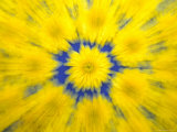 Yellow Mums Pattern, Washington, USA Fotografie-Druck