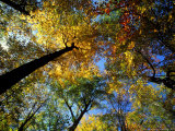 Greeley Ponds Trail, Northern Hardwood Forest, New Hampshire, USA Reprodukcja zdjęcia autor Jerry & Marcy Monkman Greeley Ponds Trail, Northern Hardwood Forest, New Hampshire, USA Reprodukcja zdjęcia autor Jerry & Marcy Monkman