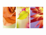 Exotic Floral Triptych Posters