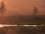 Elk, Yellowstone National Park, Wyoming, USA Lámina fotográfica por Dee Ann Pederson Elk, Yellowstone National Park, Wyoming, USA Lámina fotográfica por Dee Ann Pederson