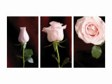 Pink Roses Triptych Posters