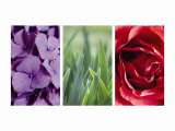 Floral Triptych Prints