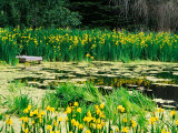 Daffodils Surround a Dock and Lake near Rosario Resort, San Juan Island, USA Photographic Print by Tom Haseltine
