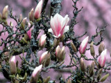 Tulip Magnolia Bloom, Washington, USA Photographic Print by William Sutton Tulip Magnolia Bloom, Washington, USA Photographic Print by William Sutton