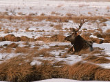 Elk at Jackson Hole, National Elk Refuge, Wyoming, USA Photographic Print by Dee Ann Pederson