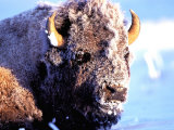 Rocky Mt. Bison, Yellowstone National Park, Wyoming, USA Photographic Print by Gavriel Jecan
