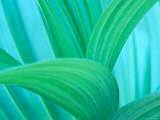 Green False Hellebore, Mount Rainier National Park, Washington State, USA Photographic Print