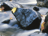 Yellow Maple Leaf on Rock in Rapids Photographic Print