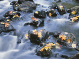 Fallen Maple Leaves on Rocks in Water Rapids Photographic Print