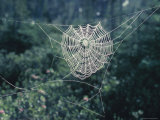 Spider Web in Forest Lámina fotográfica Spider Web in Forest Lámina fotográfica