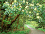 Flowering Madrona on Trail at Discovery Park, Seattle, Washington, USA Photographic Print
