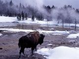 American Bison Walking along Edge of Wintry Thermal Pool, Yellowstone National Park, Wyoming, USA Photographic Print by Howie Garber