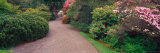 Road Traveling Through Fresh blooms in Spring, Kabota Gardens, Seattle, Washington, USA Photographic Print by Terry Eggers